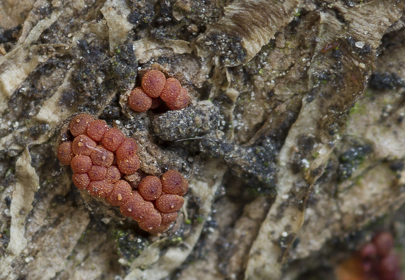 Nectria sinopica